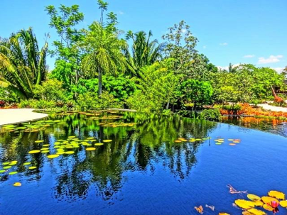 Discover the Beauty of Naples Botanical Garden